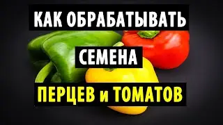 КАК ОБРАБОТАТЬ И ОБЕЗЗАРАЗИТЬ СЕМЕНА ПЕРЦЕВ И ТОМАТОВ ПЕРЕД ПОСАДКОЙ. Простые и эффективные способы