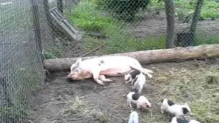 Поросята напали на своего папу