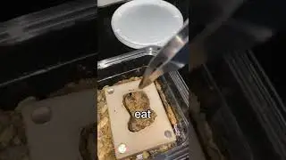 My QUEEN Ant Tricked Me