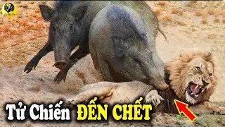 LỢN RỪNG Châu Phi Điên Cuồng Tấn Công SƯ TỬ Khiến Kẻ Đi Săn Sợ Hãi Bỏ Chạy | Vũ Trụ TV