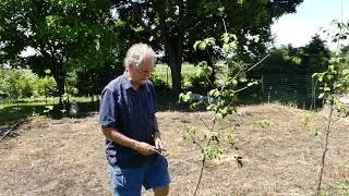 Staking Newly Planted Trees