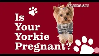 Prepare for Your Pregnant Yorkie: Pregnancy Period And Early Signs