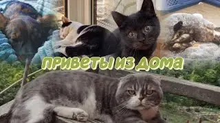 приветы из дома