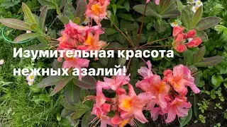 И у вас зацветут Азалии!Изумительная красота нежных азалий!