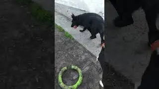Знакомьтесь, Чилик!