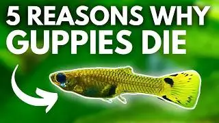 These Will Kill Your Guppies! Top 5 Reasons Guppies Die!