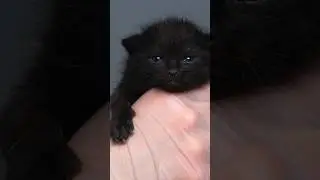 Black Kitty growing up 📈🐈‍⬛ 