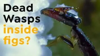 Wasps Inside Figs | Incredible Creatures