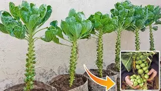 How to Grow Brussels Sprouts for Beginners