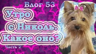 Утро йорка. Режим йорка. Как проходит утро Николь? Вторая часть темы.