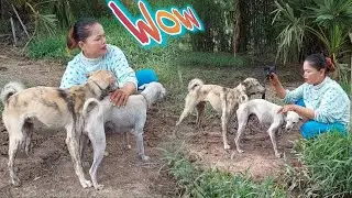 Breeding dogs, because of this one thing