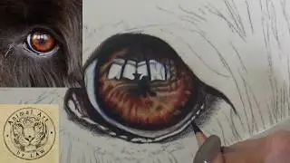 How to Draw a Dog Eye in Colour Pencil - Timelapse