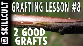 Grafting Series Lesson #8, Cleft and Whip & Tongue Grafts, How to Make