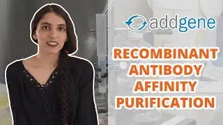 Recombinant Antibody Affinity Purification with Protein A or Protein G Protocol