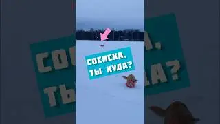 Зимняя прогулка по озеру ☃️ #корги #коргипемброк #котики #собака
