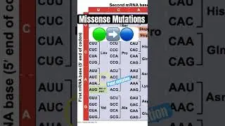 Missense Mutations (point mutations gone wrong) 😑 🧬 #letsgobio #mutations