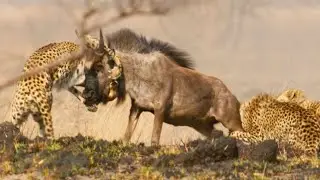 Cheetah Takes on Dangerously Large Prey | Dynasties II | BBC Earth