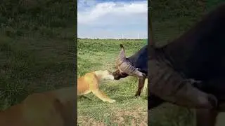 Lion grabs buffalo's nose Wild animals close up Animal fighting power competition Animals' confu