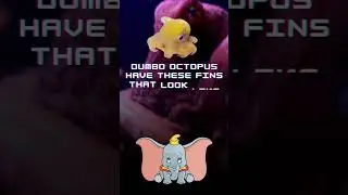 Do you know how dumbo octopus got its name? #shorts