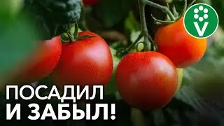 ТОМАТЫ ДЛЯ ЛЕНИВЫХ! Этот сорт не болеет, не требует пасынкования и подвязки