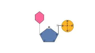 Macromolecules: Nucleic Acids and Proteins Animations