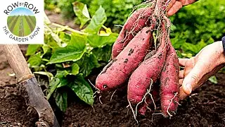 THE 5 MOST MAINTENANCE-FREE VEGETABLES TO GROW IN THE GARDEN!