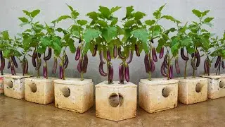 How to grow eggplants in Styrofoam containers easily and with lots of fruit