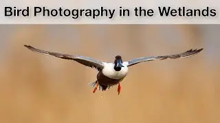 Birds in Flight - Wildlife Photography in Spain