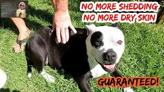 AMAZING! Results   STOP Dog and Cat Shedding in 30 Days Guaranteed!! Stops Dry Flaking Skin As Well!