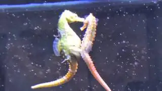 Seahorses Mating, Transferring Eggs