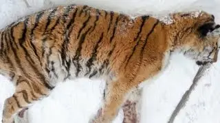 People found a motionless tigress on the veranda! She came came to ask for help
