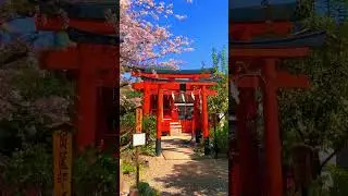 【Japan】 Shinsenen/神泉苑淨財 The torii and cherry blossoms were beautiful!