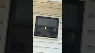 Caterpillar Encounter