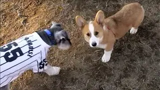 Young Goro & Miniature Schnauzer & French Bulldog ミニチュア・シュナウザー フレンチ・ブルドッグ