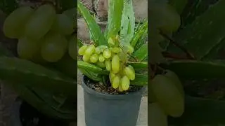 Grow grapes tree in Aloe Vera 🍇🍇#shorts