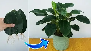 How to propagation pothos green with leaves | Simple and Effective with updates