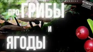 Intermediate Russian: Про грибы и ягоды