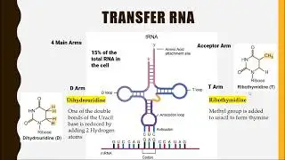 Transfer RNA (tRNA)