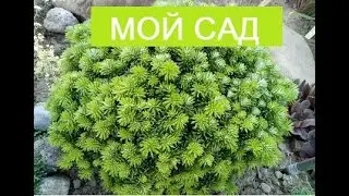 Видеообзор моего осеннего сада.Осень в саду, мой осенний сад.