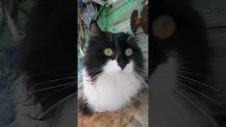 У котика Кузи поменялся цвет глаз с зелёных на жёлтые 