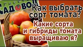 Как выбрать сорт томата? Какие сорта и гибриды томата выращиваю я?