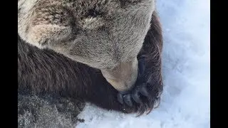 Костомукшский заповедник  Поздняя весна