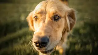 i asked strangers to take pictures of their golden retriever | POV Photography