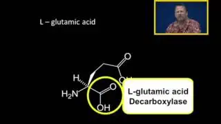 Biosynthesis of GABA