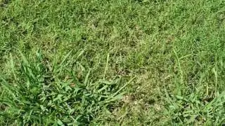 Arbor-Nomics: How to Identify and Treat Dallisgrass