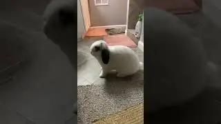 BUNNY THUMP