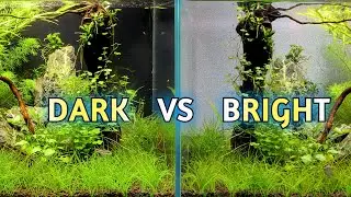 Aquarium Background Color - Bright or Dark?