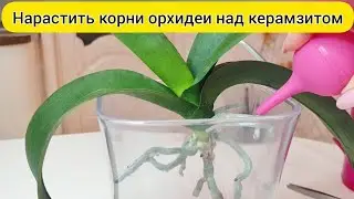 НАРАСТИТЬ корни орхидеи НАД КЕРАМЗИТОМ / РЕАНИМАЦИЯ орхидеи без корней
