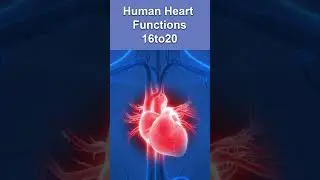 Human Heart Functions-#humanheart #shots #shots #youtube #youtuber #youtubeshort