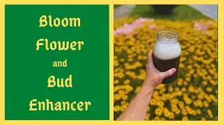 I Get EXPLOSIVE Flowering with This Bloom Boosting Foliar Spray Recipe